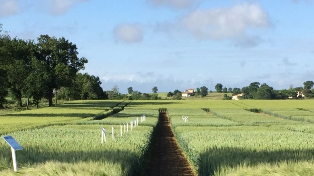 Saaten-Union inscrit le plus grand nombre de variétés de blé sur les cinq dernières années. (©Saaten-Union)