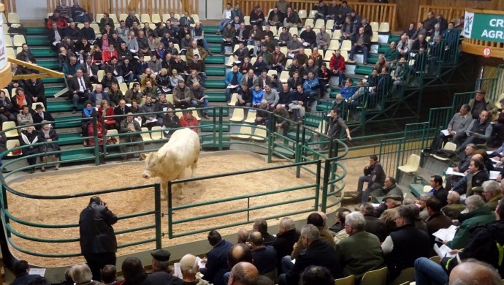 La prochaine « promotion 2017 » de la station du Marault fera rentrer en station des animaux génotypes. (©HBC)