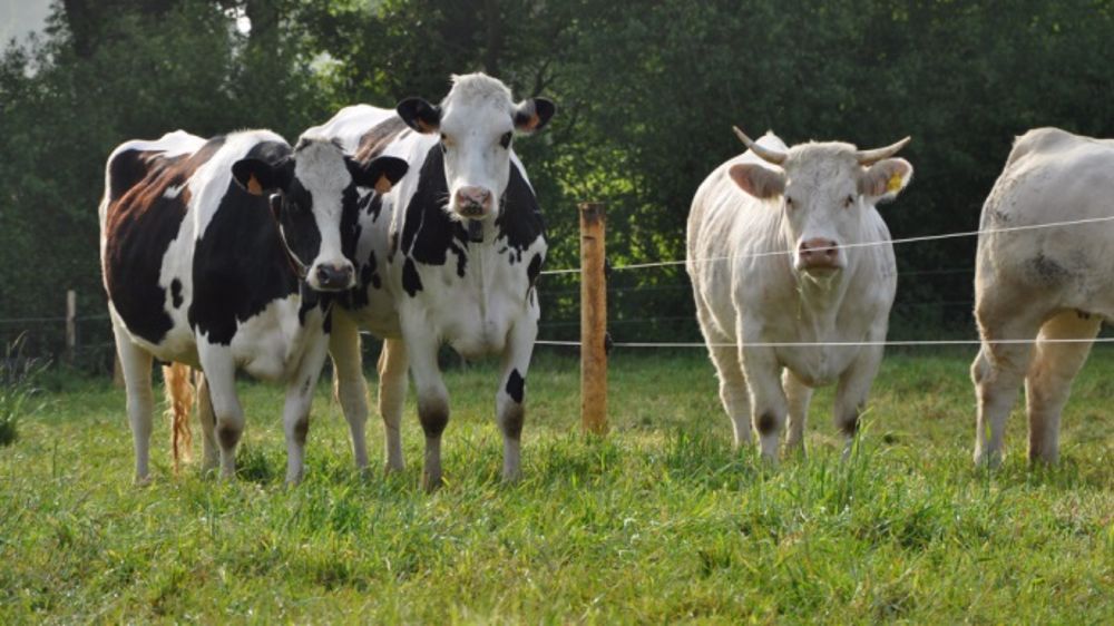 « Ne jamais aller récolter une herbe que les animaux peuvent aller chercher eux-mêmes dans la prairie », tel est le premier commandement de « l’herbiculteur ». Cette année plus que jamais, la guerre aux coûts de production se gagnera par le pâturage. (©Terre-net Média)