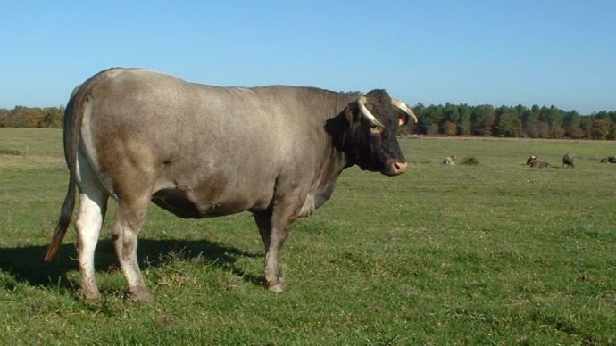 Vache bazadaise