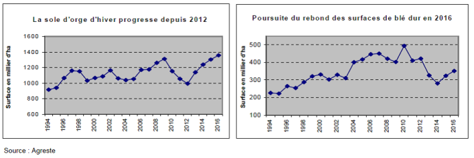 Les surfaces de blé dur progressent nettement en 2016