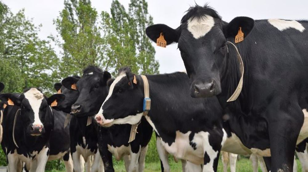 Selon le président de la FNCL, certains distributeurs demanderaient « des déflations de prix jusqu'à 8 % ou des menaces de déréférencement ». (©Terre-net Média)