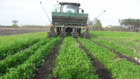 En avril, deux passages de strip-till sont nécessaires pour bien écarter le trèfle de la ligne de semis. (©Maïsadour)