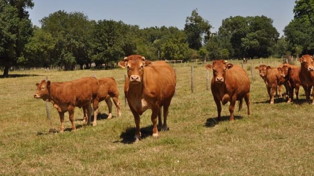 Le ministère va officiellement valider le 16 mars 2016 des extensions de zone reconnues au titre de la sécheresse 2015 ainsi que des révisions de taux de perte. (©Terre-net Média)