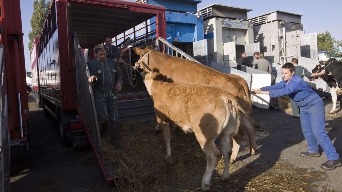 la manutention des animaux reste une cause très importante d'accidents du travail chez les agriculteurs.