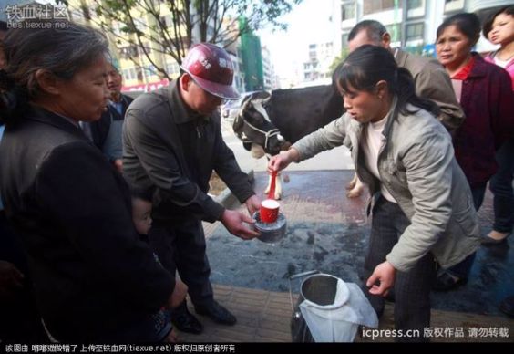 Traite chine vaches laitières