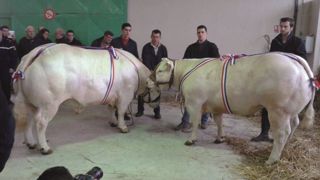 Le concours de Saint-Pourçain-sur-Sioule s'est déroulé les 19-20-21 février 2016. (©Acti-Ouest) Le concours de Saint-Pourçain-sur-Sioule s'est déroulé les 19-20-21 février 2016. (©Acti-Ouest)