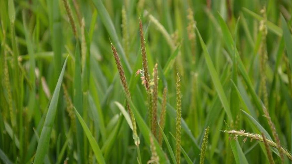 Les adjuvants améliorent l'efficacité des herbicides sur vulpin. (©Terre-net Média)