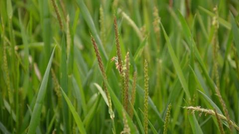 Les adjuvants améliorent l'efficacité des herbicides sur vulpin. (©Terre-net Média)