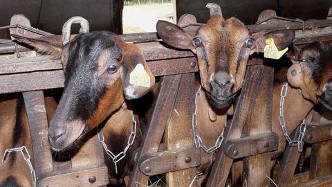  Le prix payé aux producteurs de lait de chèvre tourne désormais autour des 700 euros la tonne, soit 100 euros de plus que pendant la crise. (©Terre-net Média)
