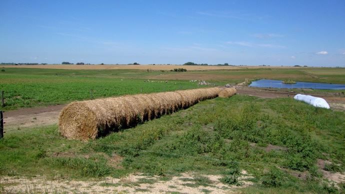 Foin et sorgho inerté