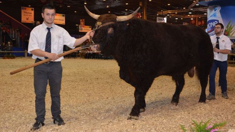 Concours Salers Paris 2016 (©Terre-net Média)