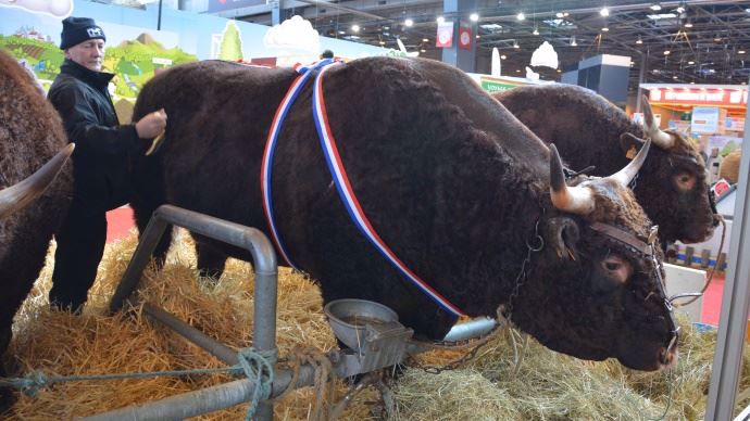 Hermès au Gaec Malacan du Cantal