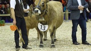 Dynamite (Bouchon x Anémone) termine championne femelle en Aubrac. (©Sia) Dynamite (Bouchon x Anémone) termine championne femelle en Aubrac. (©Sia)