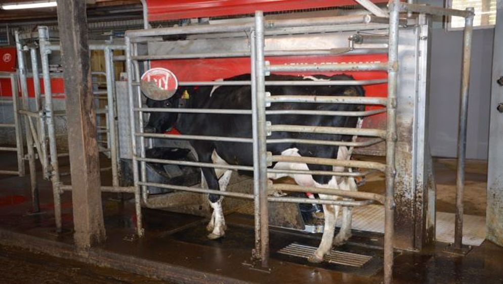 Nul besoin de se le cacher, les robots de traire favorisent une consommation accrue de concentrés, surtout quand ils sont mal gérés. (©Terre-net Média)