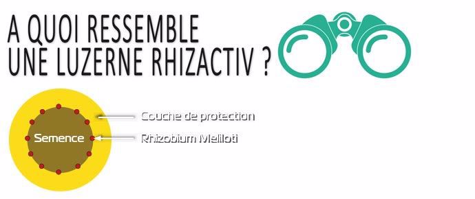 Une luzerne Rhizactiv