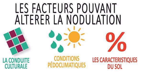 Les facteurs pouvant altérer la nodulation.