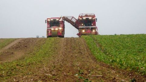 Le rendement de la campagne 2015-2016 en betteraves à sucre est supérieur à la moyenne nationale avec 89 t/ha (©Tereos) Le rendement de la campagne 2015-2016 en betteraves à sucre est supérieur à la moyenne nationale avec 89 t/ha (©Tereos)