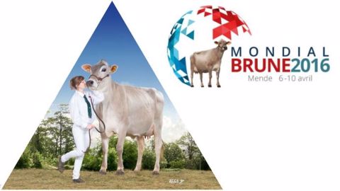 Les concours bruns sont retransmis en direct de Mende en vidéo vendredi et samedi. (©Terre-net Média)  