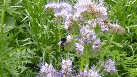 Les néonicotinoïdes sont accusés d'être nocifs pour les abeilles et bourdons. (©Terre-net Média) Les néonicotinoïdes sont accusés d'être nocifs pour les abeilles et bourdons. (©Terre-net Média)