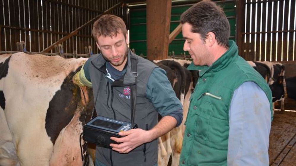 L'IA profonde commence obligatoirement par une échographie pour évaluer l'aptitude à la reproduction de la vache et identifier dans laquelle des deux cornes utérines se trouve le follicule prêt à ovuler. L'occasion pour Mathieu Thomas (inséminateur à la Cecna) d'échanger avec Romain Pichon, l'un des six associés du  Gaec de Chichery (89). (©Terre-net Média) 