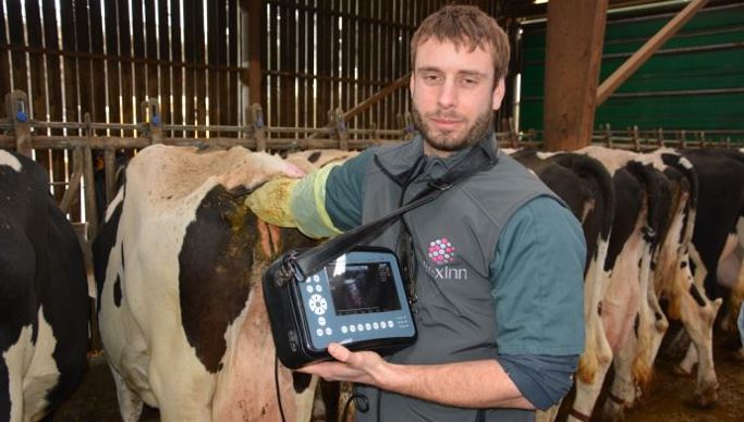 Ecographie vache laitière