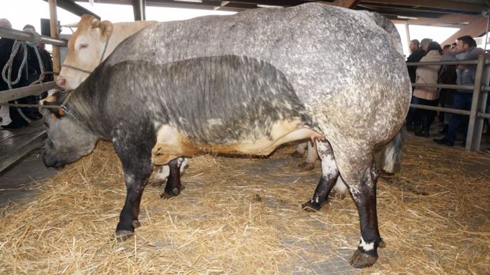 Grand prix de championnat vache race à viande appartenant à Gérard Sudriès et vendu au super U de Roujan (34). (©Acti-Ouest)