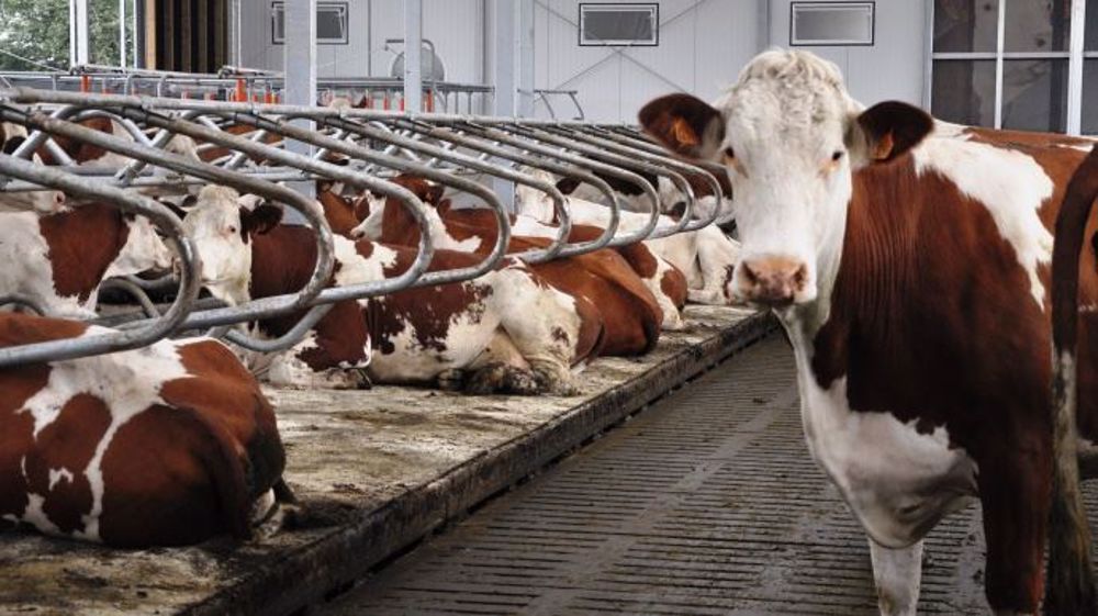 Seul le lait transformé en Comté, Tomme et Reblochon de Savoie semble capable de nourrir son homme. En plaine, un quart des exploitations spécialisées ont des revenus négatifs. (©Terre-net Média)