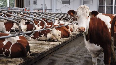 Seul le lait transformé en Comté, Tomme et Reblochon de Savoie semble capable de nourrir son homme. En plaine, un quart des exploitations spécialisées ont des revenus négatifs. (©Terre-net Média)