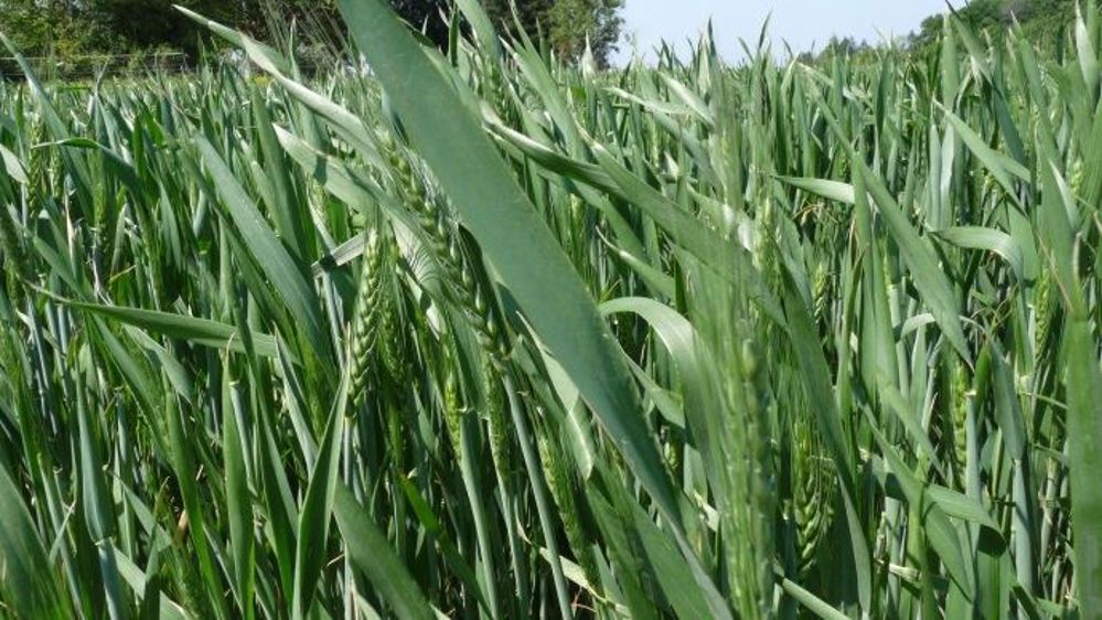 La liste des blés meuniers de l'ANMF compte désormais 139 variétés. (©Terre-net Média)