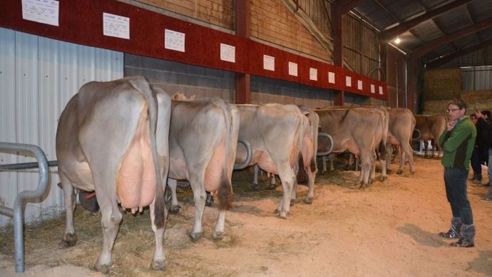 Pour les visites d'élvage du Congrés Mondial de la Brune, les éleveurs ont présenté les familles souches : Doremi (Balou) et Fantasia (Calween)