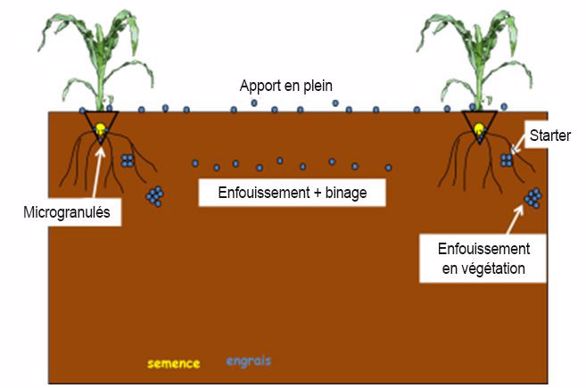 Positionnement optimal des microgranulés ou du starter