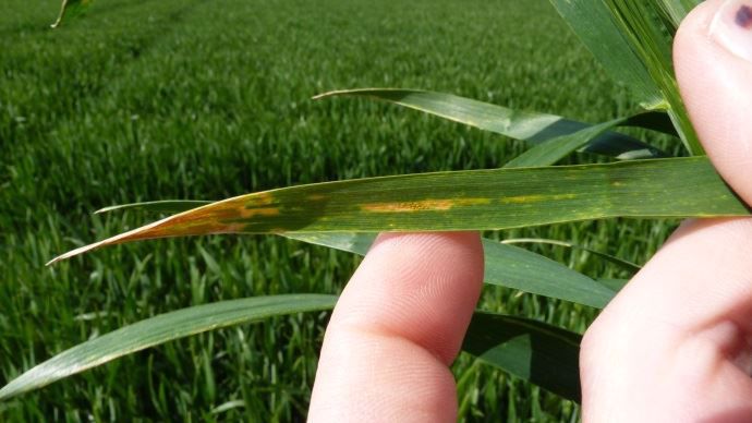 Les symptômes de la rouille jaune sur une feuille de blé
