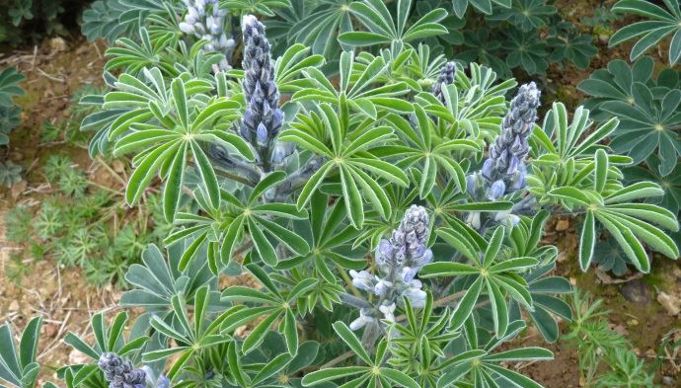 Un  plan de lupin d'hiver