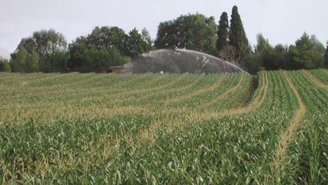 L'irrigation est un facteur majeur en maïs semence. (©AGPM-GIE)