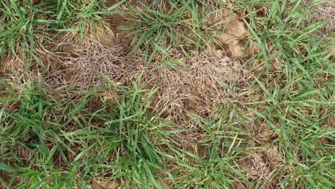 Les dégâts du gel sur orge d'hiver