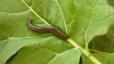 Ironmax pro bloque la digestion des limaces par l'action du phosphate ferrique (©Terre-net Média)