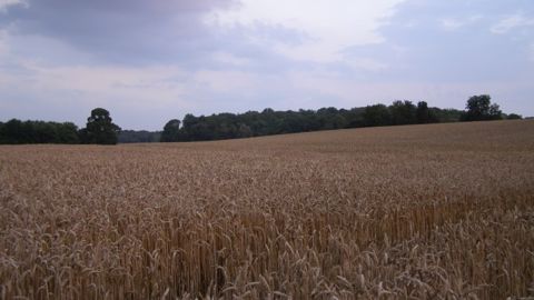 Dans les prochaines semaines, les cours du blé pourraient bouger à la hausse comme à la baisse.<br />(©Terre-net Média)