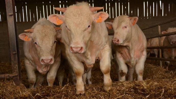 La filière vaches allaitantes devra s'adapter aux baisses de consommation et à la concurrence des troupeaux laitiers et veaux croisés.