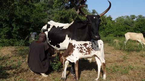 Dans cette région du Burkina Faso, rares sont les vaches qui dépassent les deux litres de lait par jour. (©Terre-net Média) 