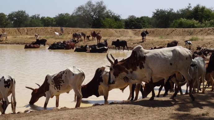 Point d'eau pour bovins en afrique Burkina faso