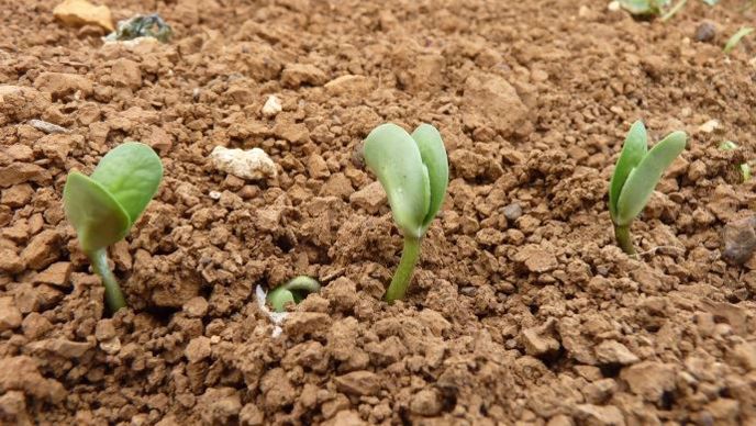 Les plantules de soja ont huit jours