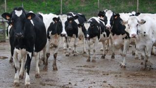 Pour les troupeaux laitiers, les montants unitaires de l'aide aux bovins laitiers sont légèrement supérieurs à ce qui était prévu initialement. (©Terre-net Média) Pour les troupeaux laitiers, les montants unitaires de l'aide aux bovins laitiers sont légèrement supérieurs à ce qui était prévu initialement. (©Terre-net Média)