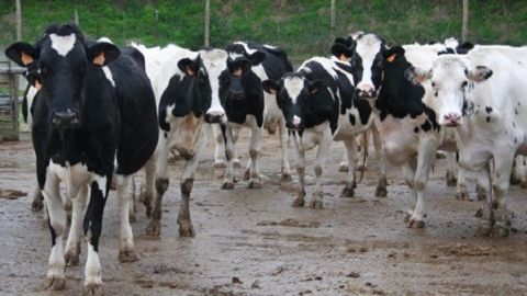 Pour les troupeaux laitiers, les montants unitaires de l'aide aux bovins laitiers sont légèrement supérieurs à ce qui était prévu initialement. (©Terre-net Média)