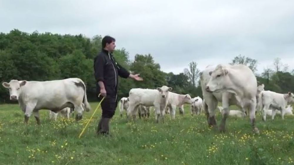 La FNB sort une vidéo pour encourager les éleveurs allaitants à devenir acteurs de la commercialisation de leur production. (©Youtube)