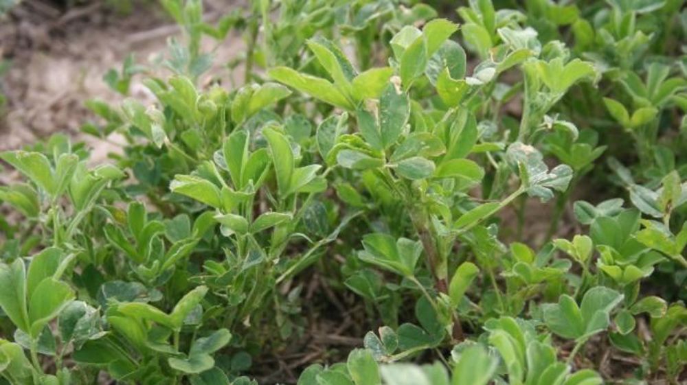 L'aide à la production de légumineuses fourragères réservée aux éleveurs pour l'alimentation animale a été largement sous-utilisée en 2015. (©Terre-net Média)