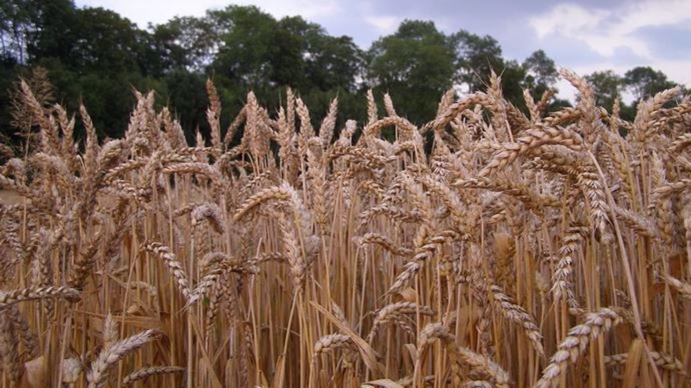 Trois ans après le lancement d'une <a href="https://www.terre-net.fr/actualite-agricole/economie-social/article/plebiscite-pour-le-commerce-equitable-en-soutien-a-l-agriculture-francaise-202-119326.html">contractualisation <strong>équitable</strong></a> du blé, le succès de l'initiative ne se dément pas. (©Terre-net Média)