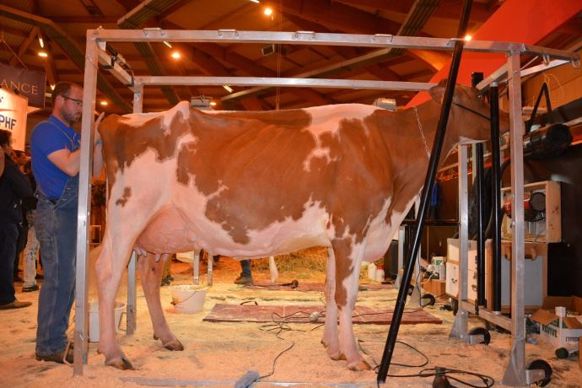 GenRedRoch du Petit Rocher (Destry x Energie Red-Lichtblick)