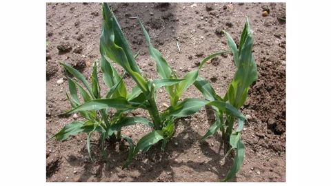 Surveiller les dégâts des larves de mouche sur les plantules de maïs