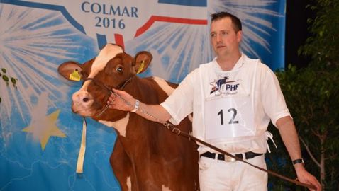 L’indétrônable éleveur suisse Roger Froissard obtient la première place des red holstein en 1er veau avec Ptit Cœur Armani BARBOTINE. (©Terre-net Média) 